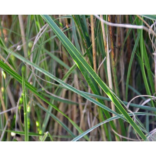 Siergrassen - Ornamental Grasses Calamagrostis x acutiflora Overdam - Struisriet