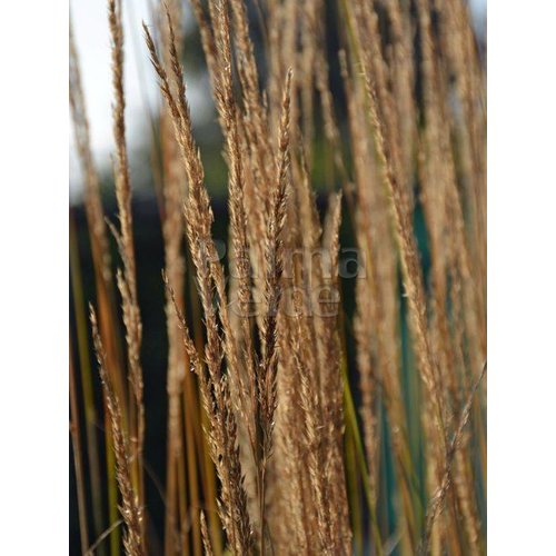 Siergrassen - Ornamental Grasses Calamagrostis x acutiflora Overdam - Struisriet