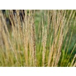 Siergrassen - Ornamental Grasses Calamagrostis x acutiflora Overdam - Struisriet