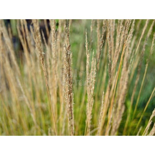 Siergrassen - Ornamental Grasses Calamagrostis x acutiflora Overdam - Struisriet