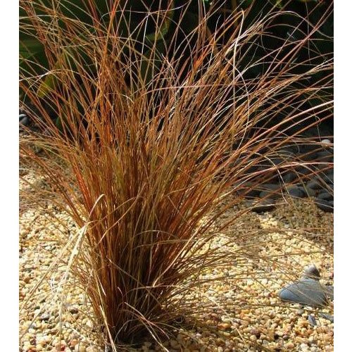 Siergrassen - Ornamental Grasses Carex comans Bronco