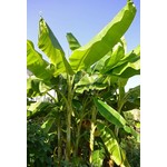 Bananen-bananas Musa dajiao
