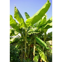Musa acuminata Grand Nain - Chiquita banana - Palma Verde Exoten V.O.F.