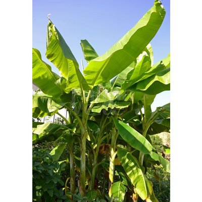 Bananen-bananas Musa dajiao
