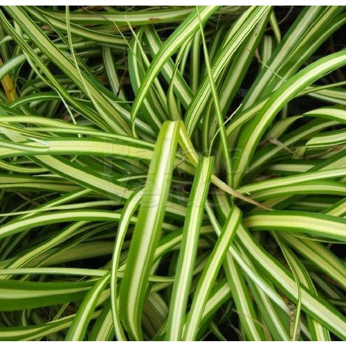 Siergrassen - Ornamental Grasses Carex oshimensis Evergold