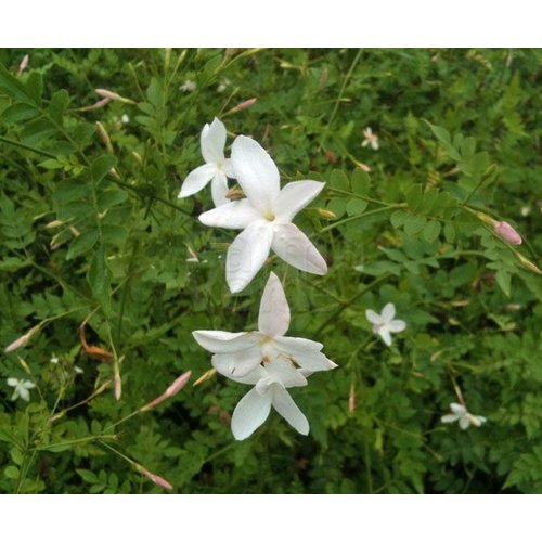 Bloemen-flowers Jasminum officinale - Kamerjasmijn