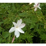 Bloemen-flowers Jasminum officinale - Kamerjasmijn