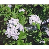 Bloemen-flowers Plumbago auriculata Alba - Witte Mannentrouw