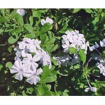 Bloemen-flowers Plumbago auriculata Alba - White cape leadwort