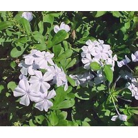 Bloemen-flowers Plumbago auriculata Alba - Witte Mannentrouw