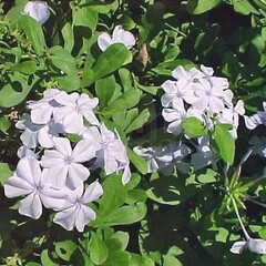 Bloemen-flowers Plumbago auriculata Alba - White cape leadwort