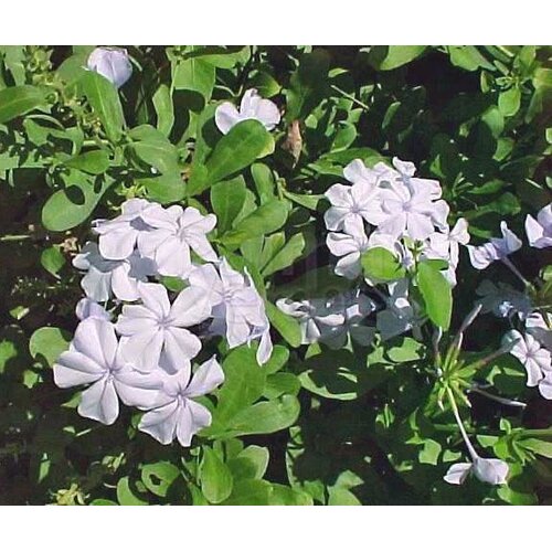 Bloemen-flowers Plumbago auriculata Alba - Witte Mannentrouw
