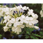 Bloemen-flowers Plumbago auriculata Alba - Witte Mannentrouw