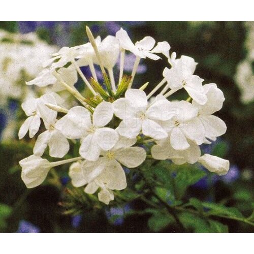 Bloemen-flowers Plumbago auriculata Alba - Dentelaire du Cap "blanc"