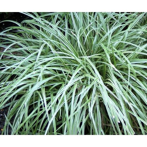 Siergrassen - Ornamental Grasses Dactylis glomerata Variegata - Kropaar