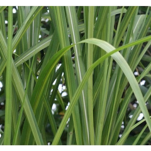 Siergrassen - Ornamental Grasses Miscanthus floridulus Jubilaris - Chinees reuzenriet