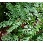 Bomen-trees Sequoia sempervirens - Séquoia à feuilles d'if