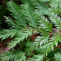 Bomen-trees Sequoia sempervirens - Séquoia à feuilles d'if