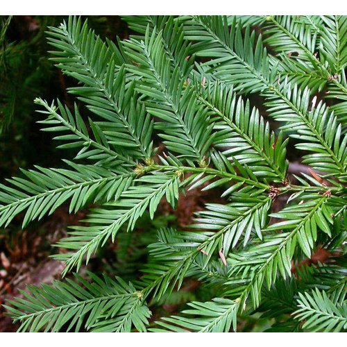 Bomen-trees Sequoia sempervirens - Séquoia à feuilles d'if