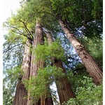 Bomen-trees Sequoia sempervirens - Kustmammoetboom