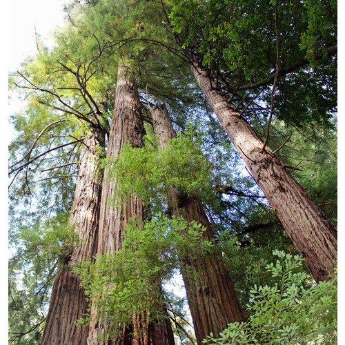 Bomen-trees Sequoia sempervirens - Séquoia à feuilles d'if