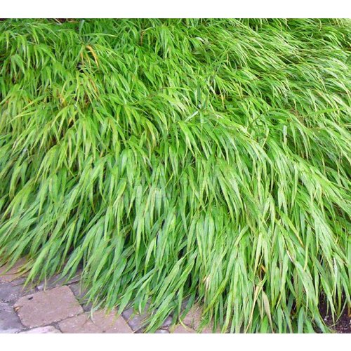 Siergrassen - Ornamental Grasses Hakonechloa macra