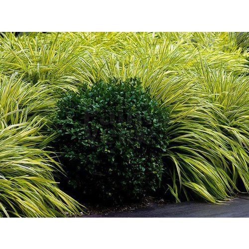 Siergrassen-ornamental grasses Hakonechloa macra Aureola