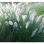 Siergrassen-ornamental grasses Pennisetum alopecuroides Hameln - Lampenpoetsergras
