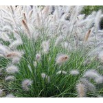 Siergrassen - Ornamental Grasses Pennisetum alopecuroides Hameln - Lampenpoetsergras