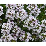 Bloemen-flowers Thymus vulgaris - Thyme