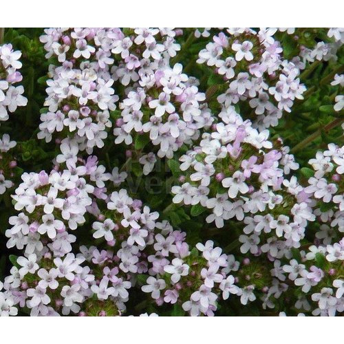 Bloemen-flowers Thymus vulgaris - Tijm