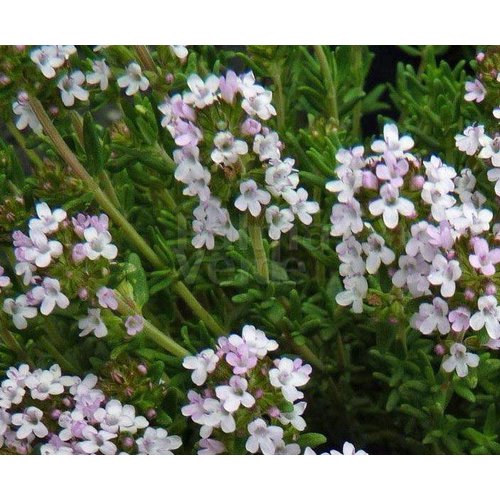 Bloemen-flowers Thymus vulgaris - Tijm