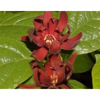 Bloemen-flowers Calycanthus floridus - Meloenboompje - Specerijstruik