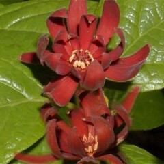 Bloemen-flowers Calycanthus floridus - Meloenboompje - Specerijstruik