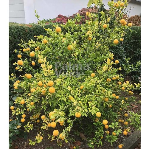 Bomen-trees Poncirus trifoliata Flying Dragon - Wild lemon