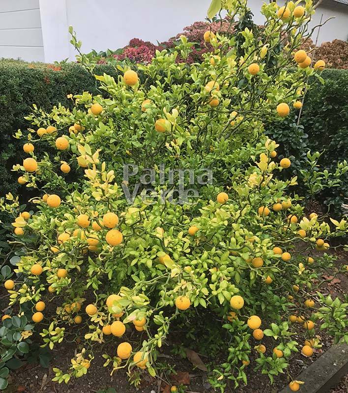 Poncirus trifoliata Flying Dragon Wild lemon Palma Verde Exoten V.O.F.