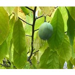 Eetbare tuin-edible garden Asimina triloba - Asiminier trilobé