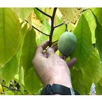 Eetbare tuin-edible garden Asimina triloba - Asiminier trilobé