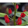 Bloemen-flowers Pavonia multiflora -  Brazilian candles