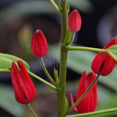 Bloemen-flowers Pavonia multiflora -  Brazilian candles