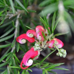Bloemen-flowers Grevillea juniperina Oleacea - Grevillea à feuilles de genévrier