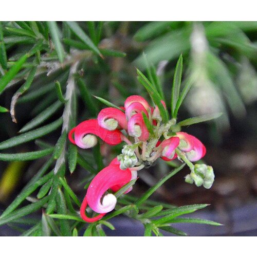 Bloemen-flowers Grevillea juniperina Oleacea - Australische zilvereik