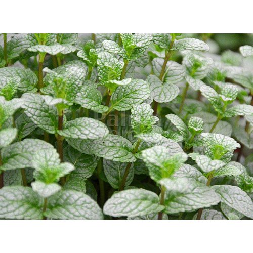 Eetbare tuin-edible garden Mentha spicata - Groene munt - Aarmunt