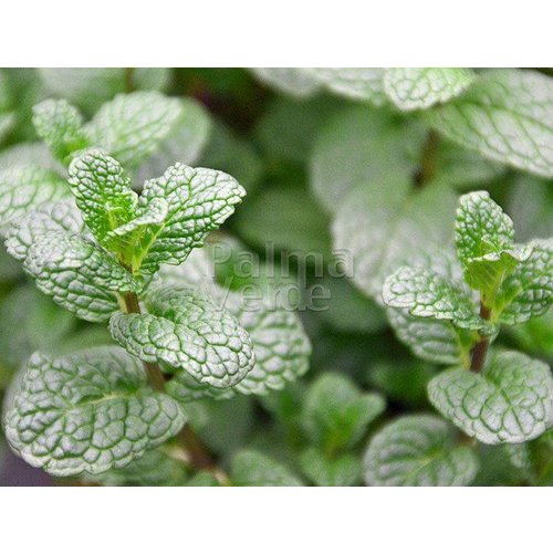 Eetbare tuin-edible garden Mentha spicata - Groene munt - Aarmunt