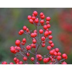 Blad-leaf Nandina domestica - Hemelse bamboe