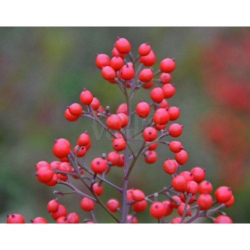 Blad-leaf Nandina domestica