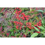 Blad-leaf Nandina domestica