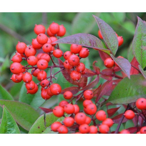 Blad-leaf Nandina domestica