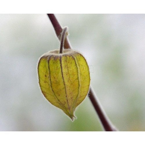 Eetbare tuin-edible garden Physalis peruviana - Goldberry