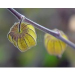 Eetbare tuin-edible garden Physalis peruviana - Goudbes - Ananaskers - Kaapse kruisbes